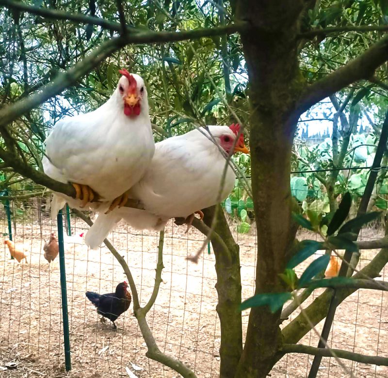 poule-perche